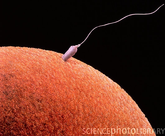 p648029-sperm_fertilizing_egg-spl.jpg