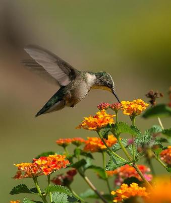 தேன் குருவிகள் Copy-of-hummingbird