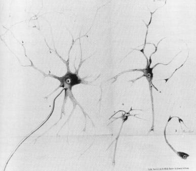 neuron1deiters.JPG